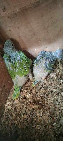 1 month ringneck baby pair home breed healthy and active baby 1