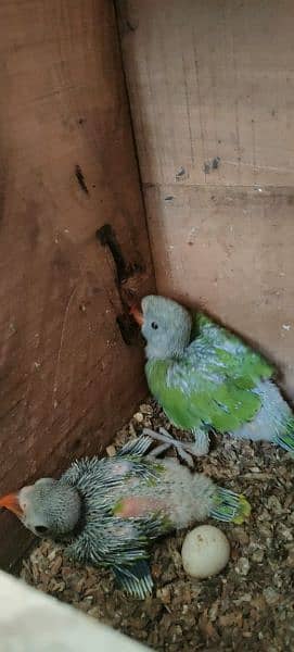 1 month ringneck baby pair home breed healthy and active baby 2