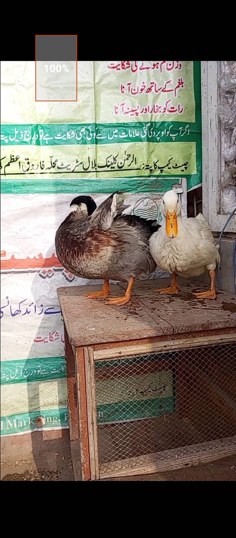 Duck pair 4