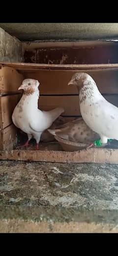 Indian Galwa Pair for Sale