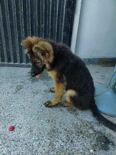 German Shepherd female 2.5 month 6