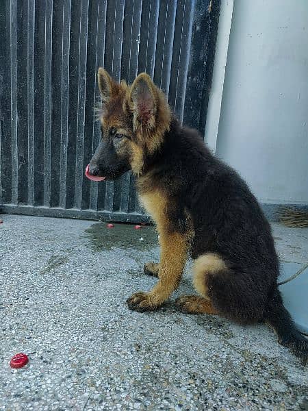 German Shepherd female 2.5 month 7