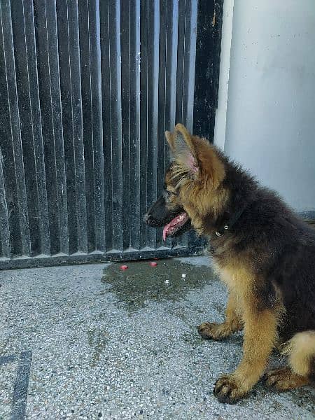 German Shepherd female 2.5 month 8