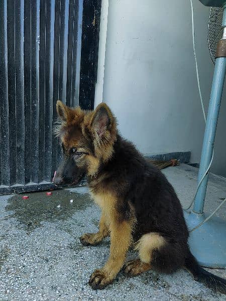 German Shepherd female 2.5 month 9