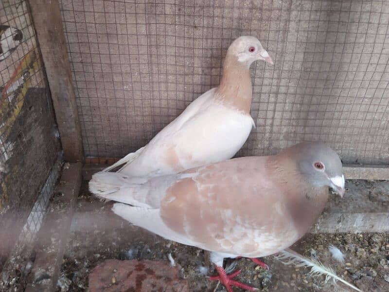 Qasid Pigeon Pair 1