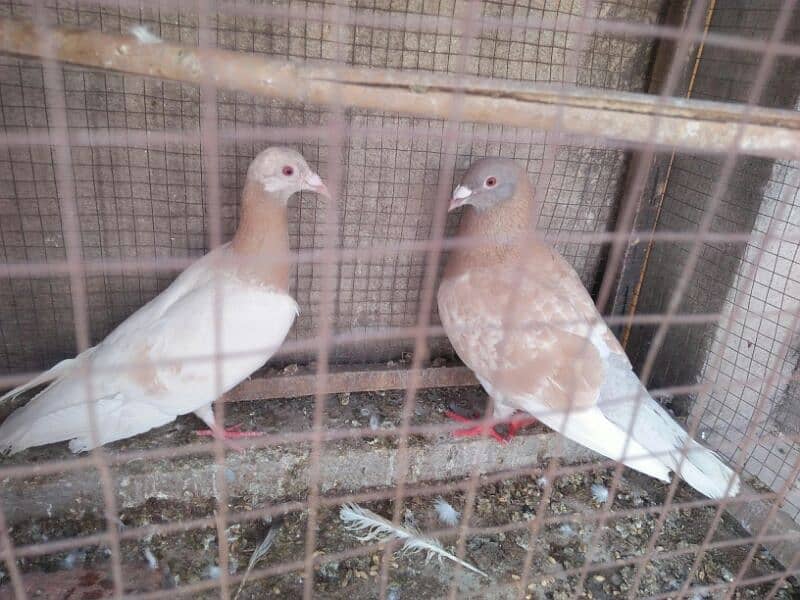 Qasid Pigeon Pair 2