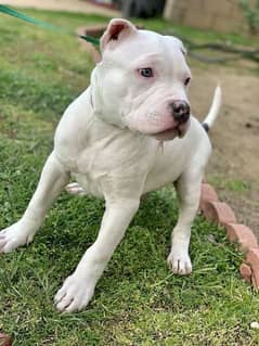 pitbull male puppy available 3month old