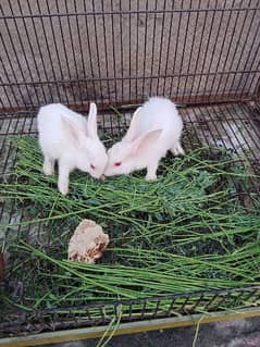 red eyes rabbit . male female  . age 1month 0