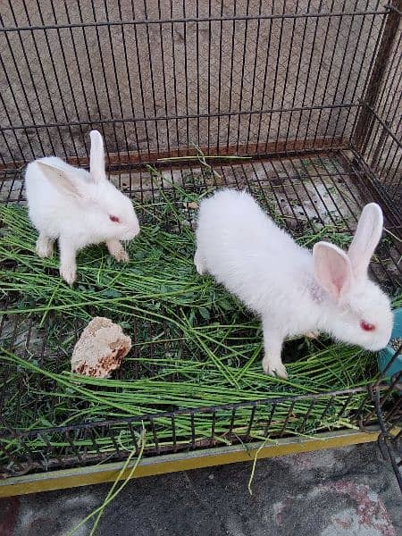 red eyes rabbit . male female  . age 1month 1