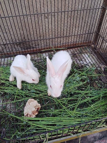 red eyes rabbit . male female  . age 1month 2