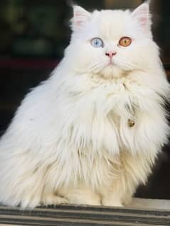 Persian White Cat (odd eyes)