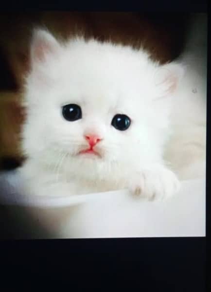 Persian kittens | triple Coated | Punch Face kittens For Sale 1