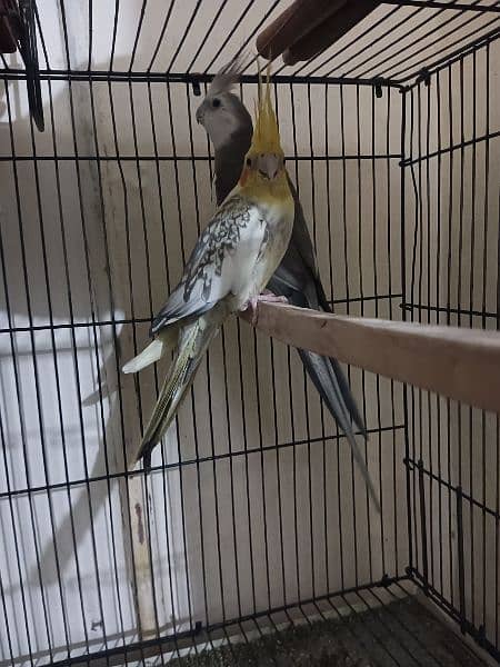 Cocktail breeder pair, Latino pair and Raw male for sale. 1