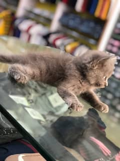 kitten urgent sale