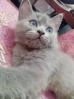 Grey Coloured Persian Cat 0