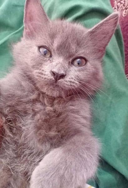 Grey Coloured Persian Cat 1