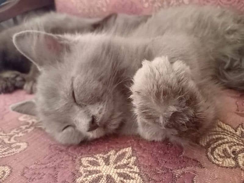 Grey Coloured Persian Cat 2