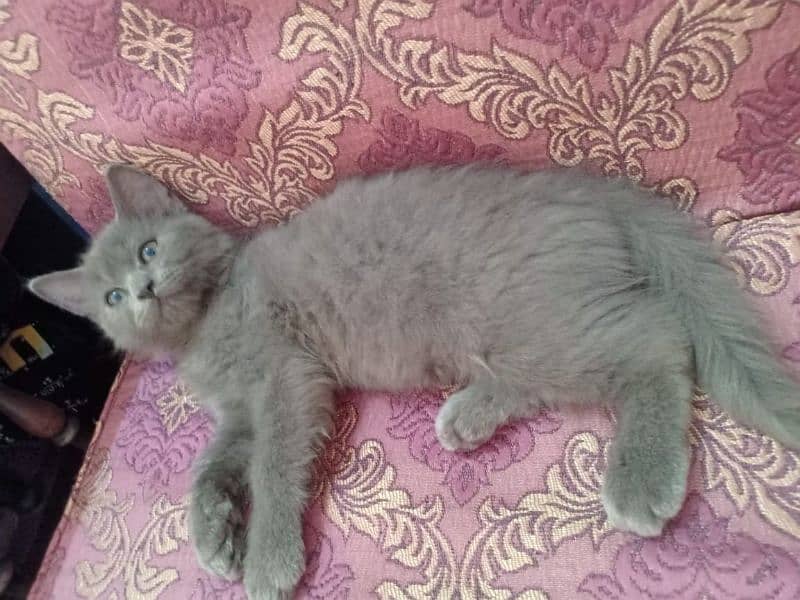 Grey Coloured Persian Cat 3