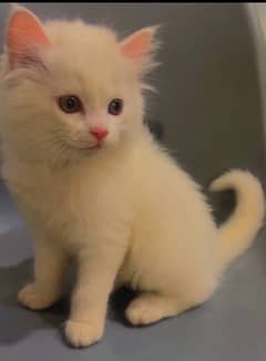 persian white and bicolor kitten