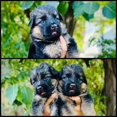 Long Cout / German Shepherd / Gsd / Puppy / Dog for sale