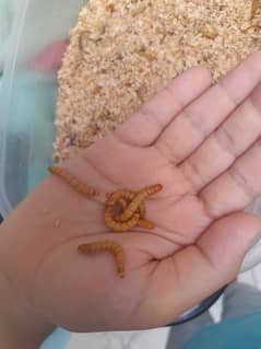American mealworms (1 piece) Rs 30