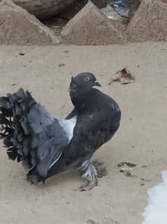 laka pigeon for sale