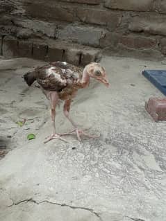 aseel chick for sale low rate