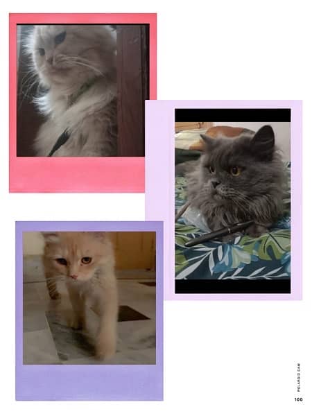 persian cats 0