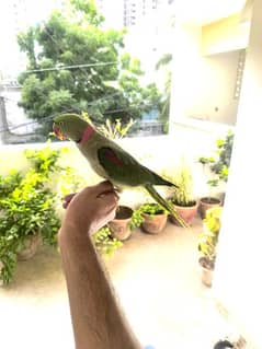 Raw Pahari Ringneck