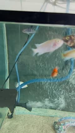 cichlids fish for sale 22 fishes