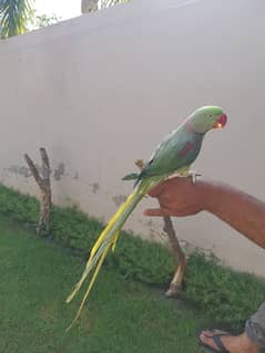 Raw parrot male available