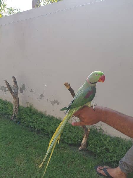 Raw parrot male available 1