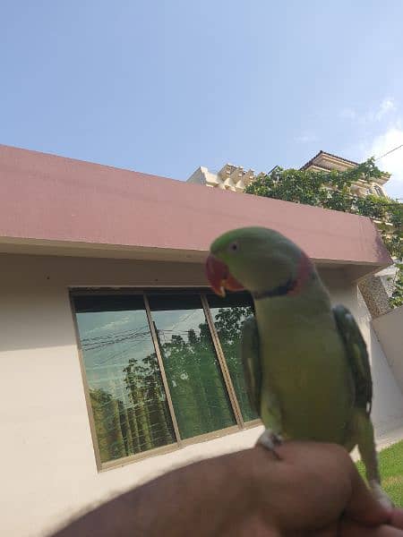 Raw parrot male available 2