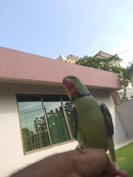 Raw parrot male available 3