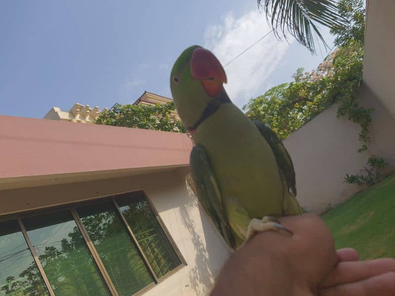 Raw parrot male available 4