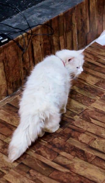 White male cat - blue eyes male cat - pershian male cat 1