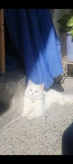 Persian Female For Sale 0311-1751300