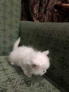 white Baby male kitten for sale
