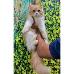 Persian hamalian british punch face piki face cat's and kitten's 0