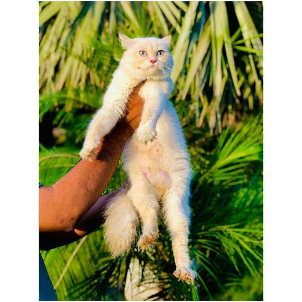 Persian hamalian british punch face piki face cat's and kitten's 4