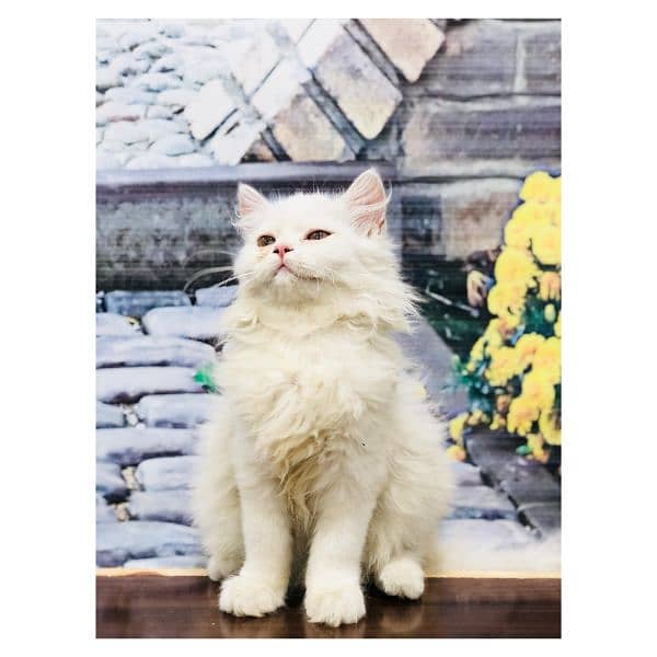 Persian hamalian british punch face piki face cat's and kitten's 8