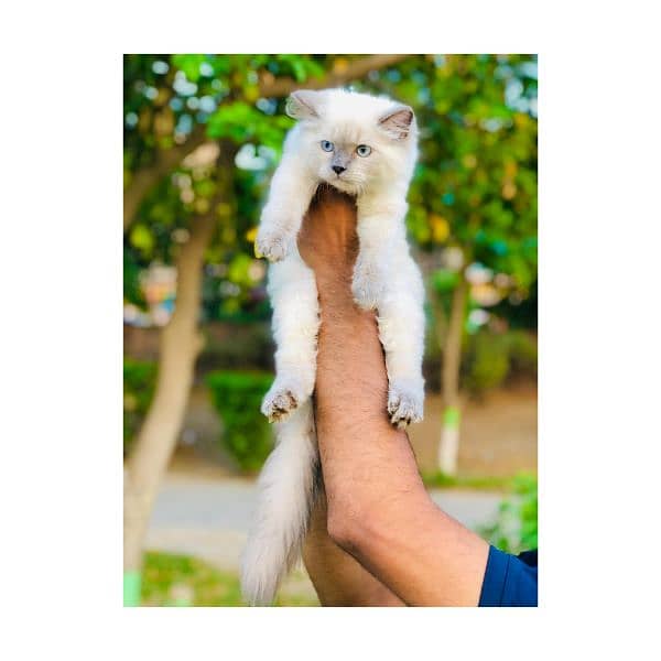 Persian hamalian british punch face piki face cat's and kitten's 9