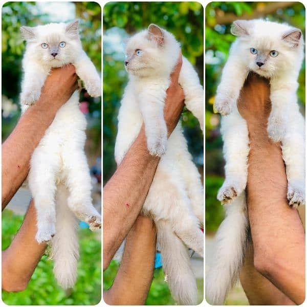 Persian hamalian british punch face piki face cat's and kitten's 10