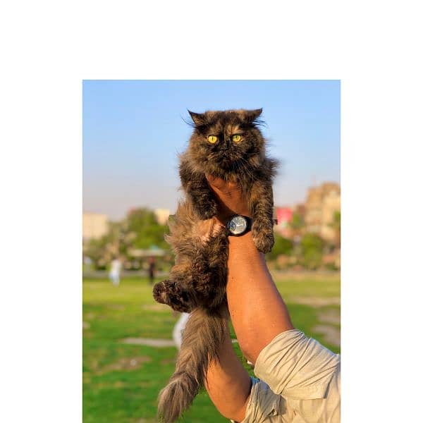 Persian hamalian british punch face piki face cat's and kitten's 1