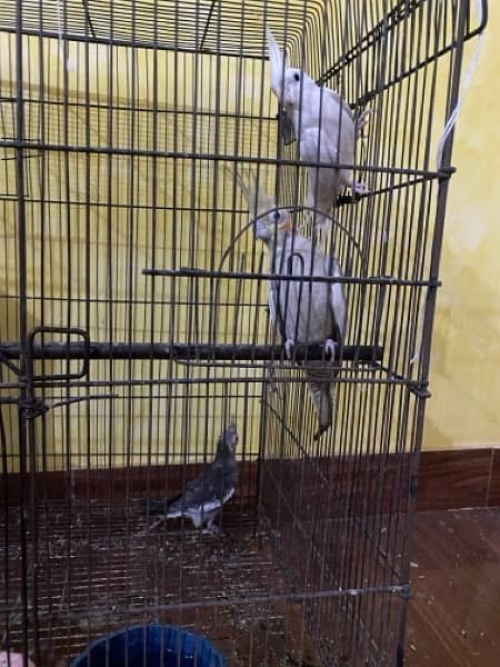 cocktail breeder pair , finches and diamond dove 9