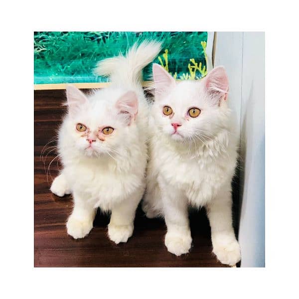 Persian hamalian british punch face piki face cat's and kitten's 9