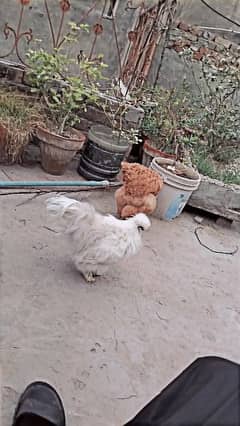 Goldenbuff hens and white buff