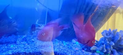 flower horn and parrot fish
