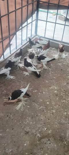 migpai chiks available 0