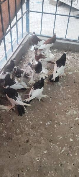 migpai chiks available 2